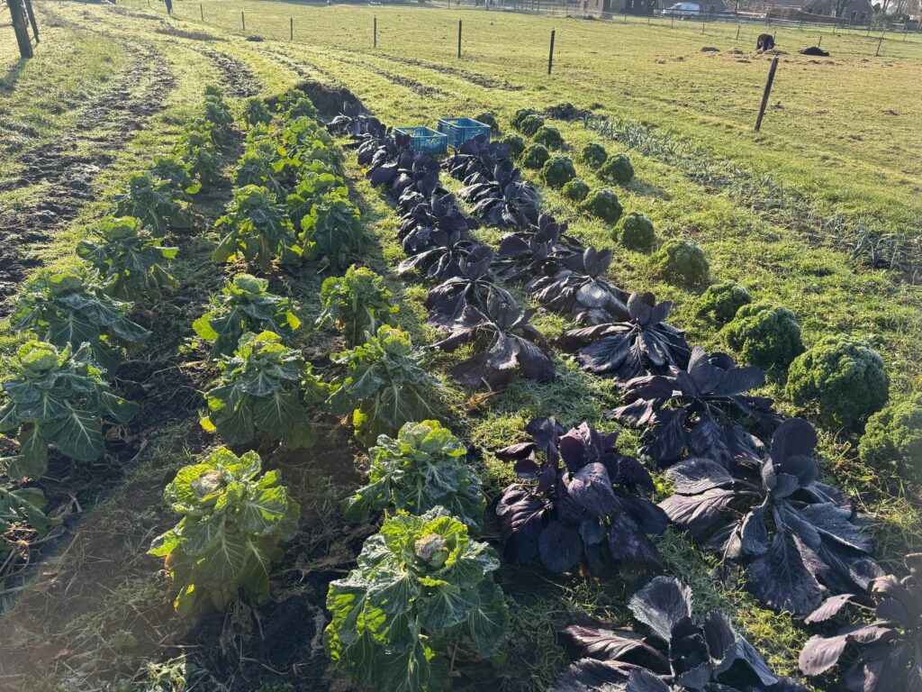 Spruiten 2