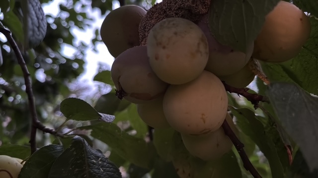 fruit
