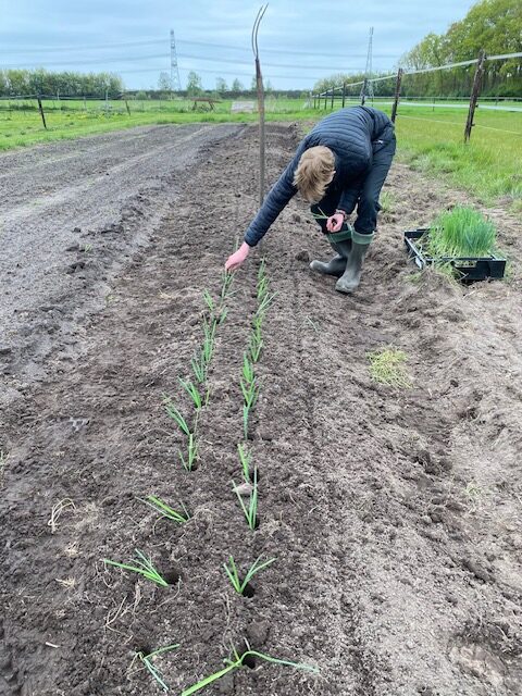 planten